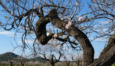mancomunitatdesraiguer